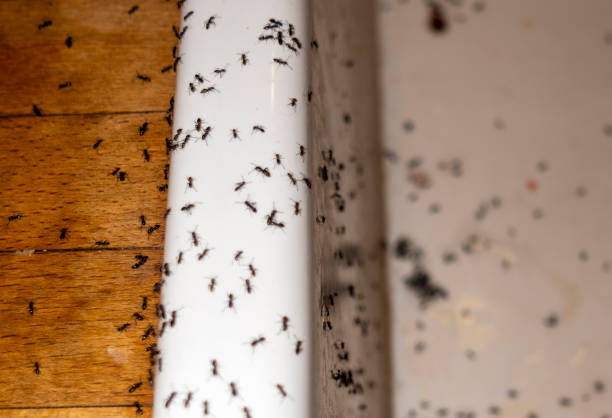 Best Exterminator Services  in North Crossett, AR