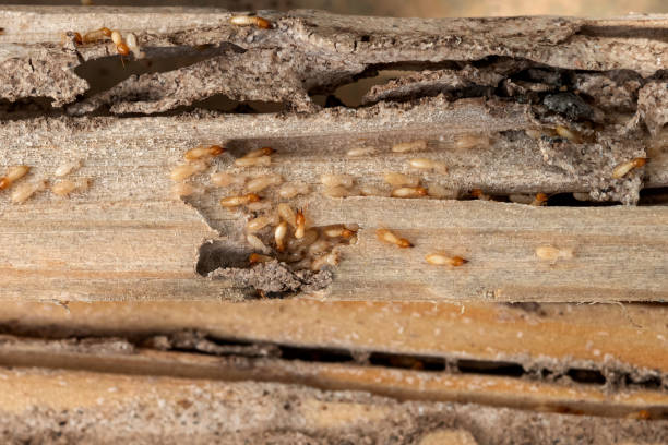 Best Emergency Pest Control  in North Crossett, AR